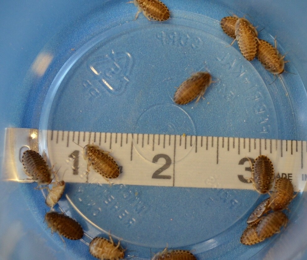 3/8 Inch Dubia (Sm) *1000 count