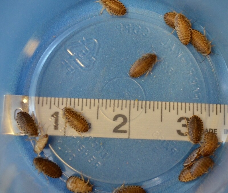 3/8 Inch Dubia (Sm) *1000 count