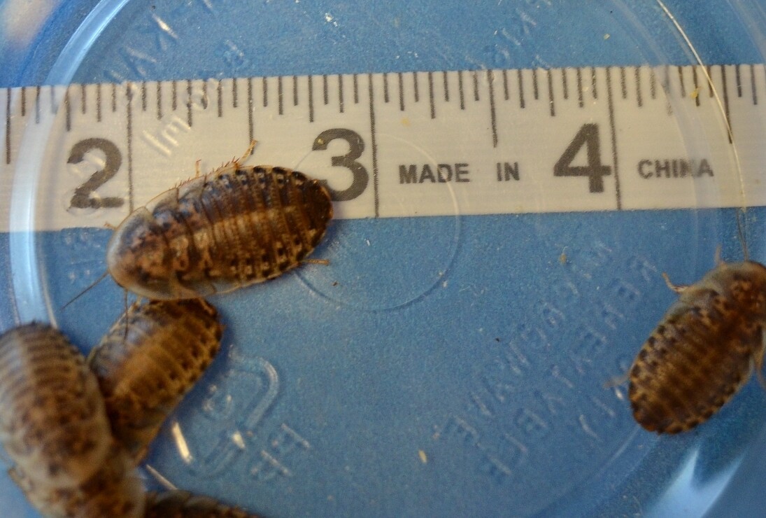 1 Inch Dubia (Lg) *250 count