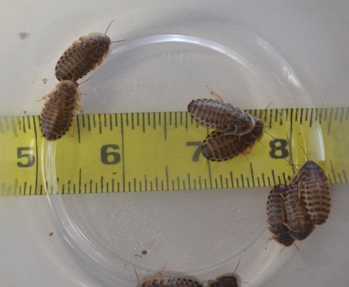 5/8 Inch Dubia (Med) *1000 count 5/8 Inch Dubia (Med) *1000 count