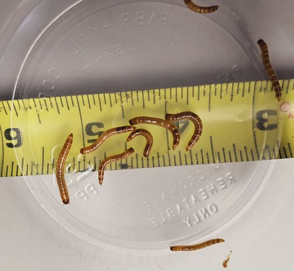 Small Super Worms - 1000 Count