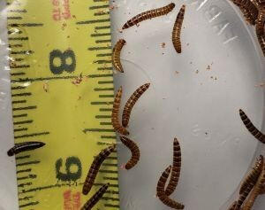 Buffalo Worms - 2000 count