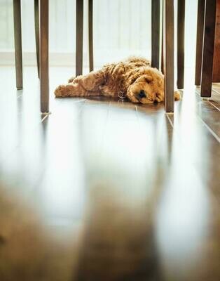 Benjamin Moore Floor Paint