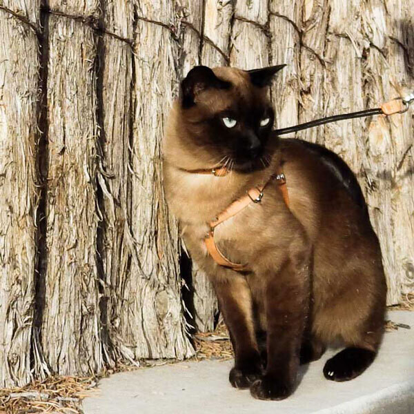 leather cat harness