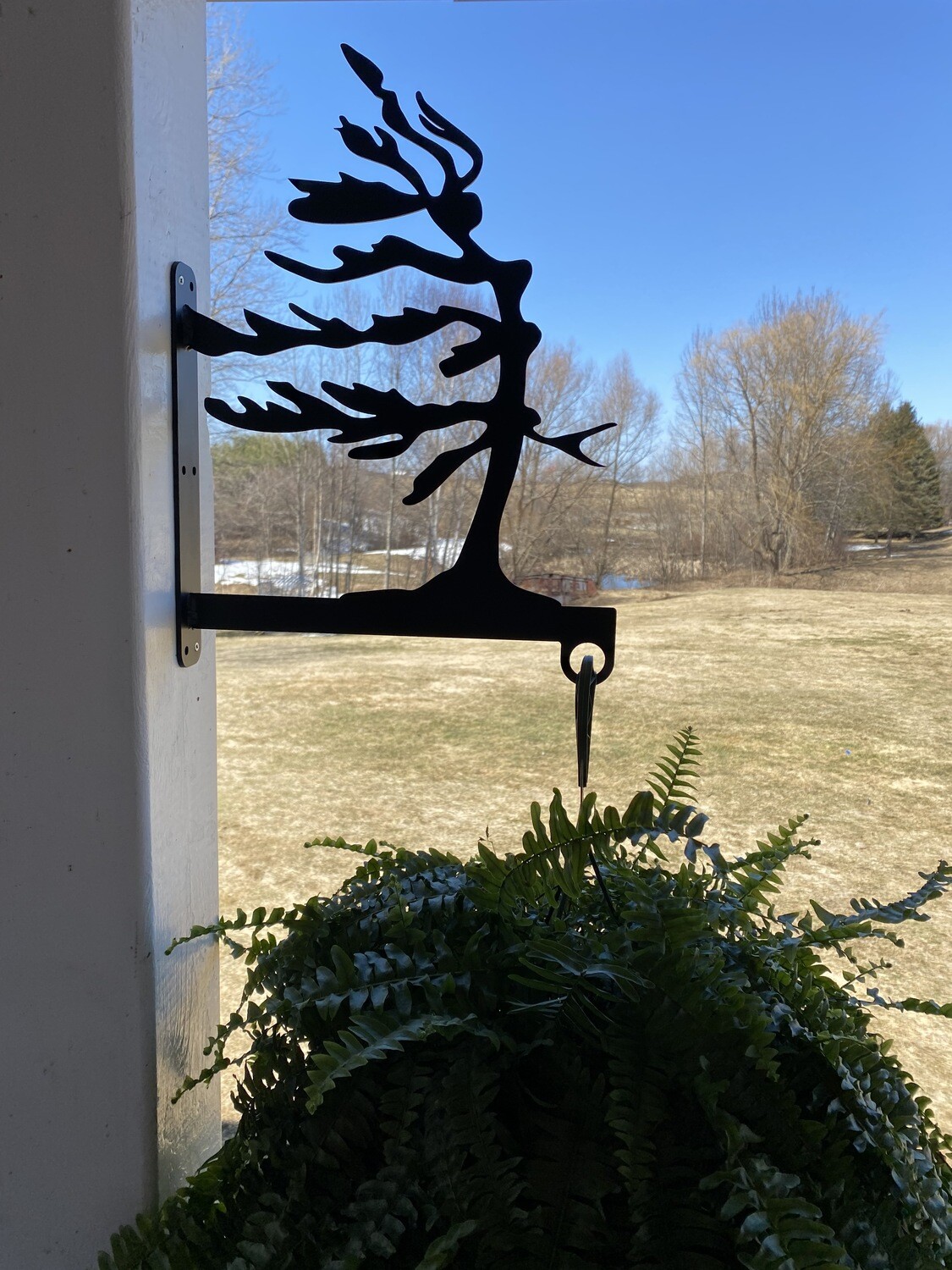 Windswept Pine