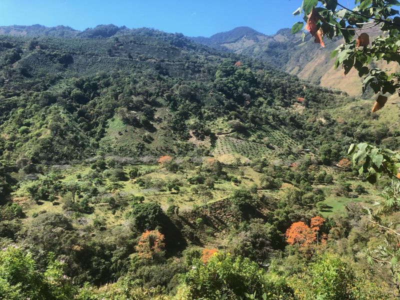 Conquistador Costa Rica: Direct Trade Single Origin