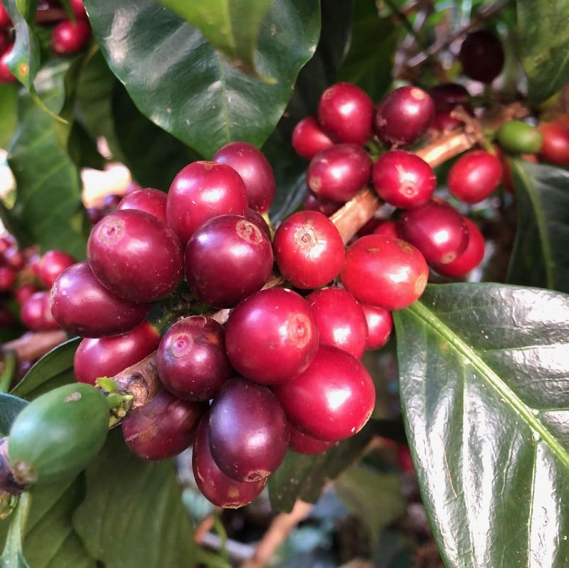 Minita Costa Rica: Direct Trade Single Origin