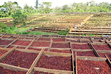 Sidama Ethiopia: Single Origin