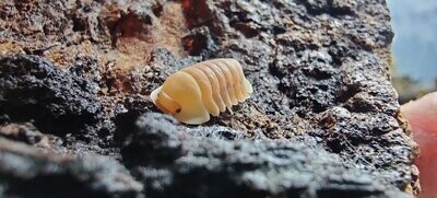 Isopods