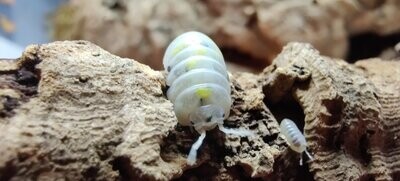 Armadillidium