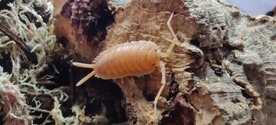 Porcellio
