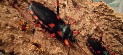 Assassin bugs