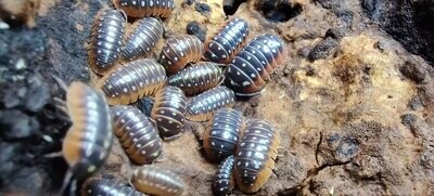 Everything isopod!
