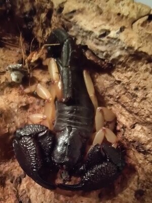 Scorpions