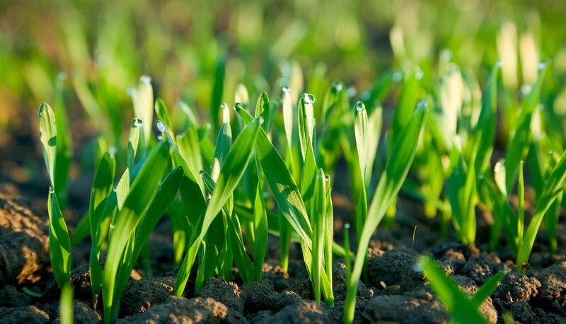 CALCIUM- SOIL