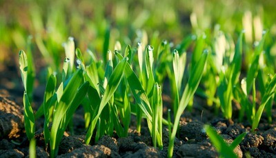CALCIUM- SOIL