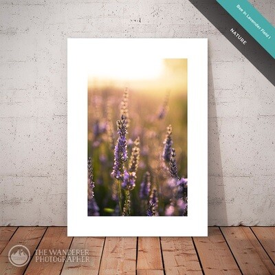 Bee in Lavender Field I