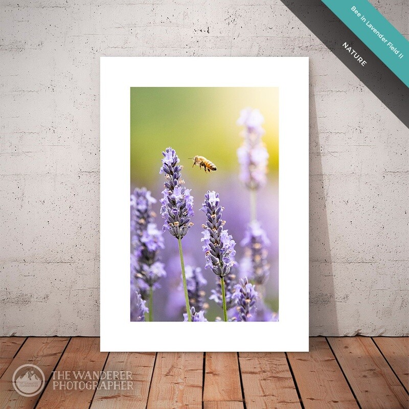Bee in Lavender Field II