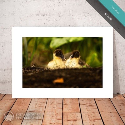 Ducklings