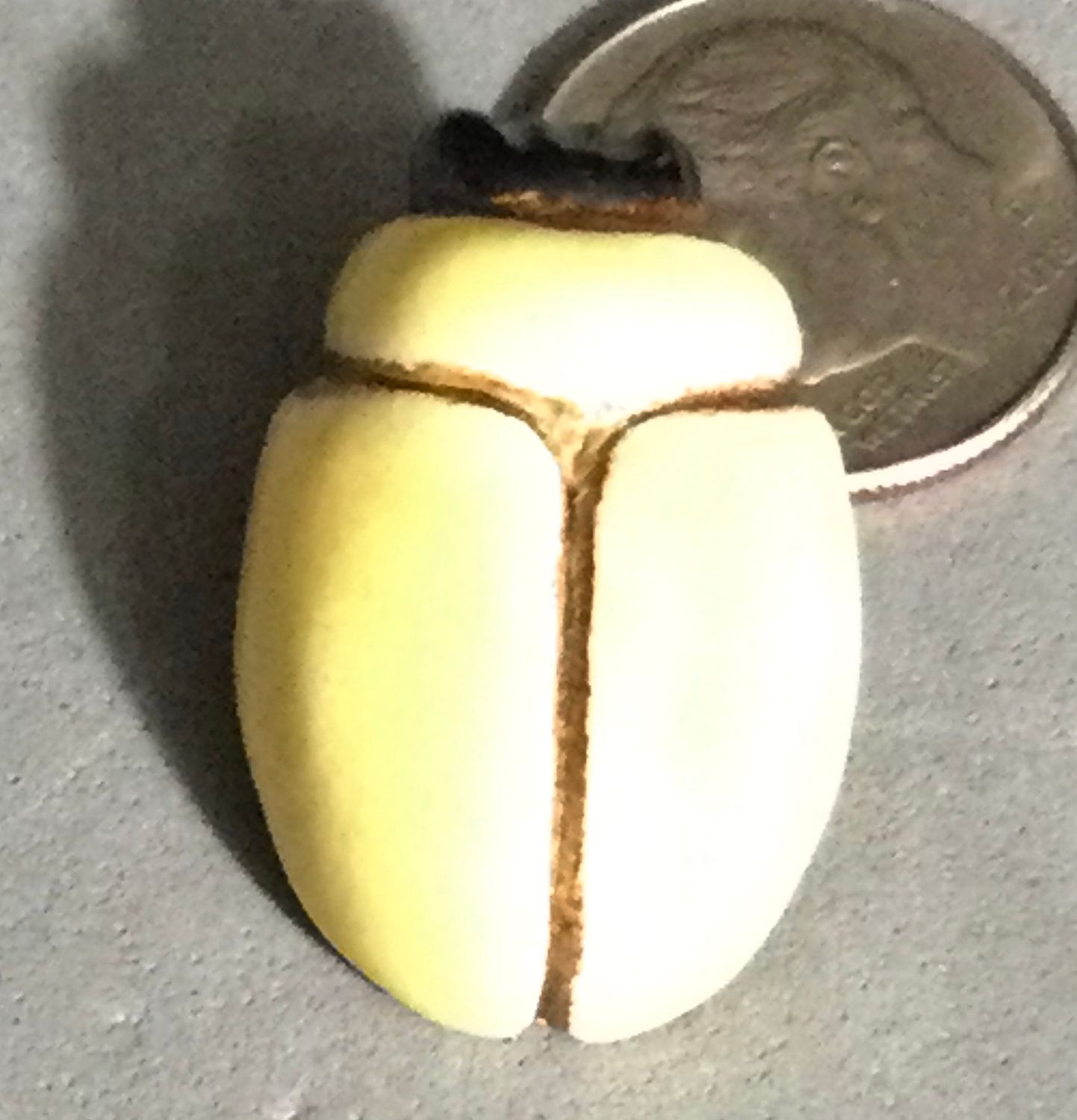 SAMOTH CERAMICS BEETLE, Medium