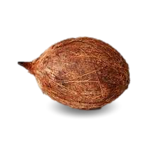 Coconut Medium (1pc)