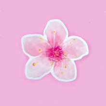 Cherry Blossom Die-cut Stickers