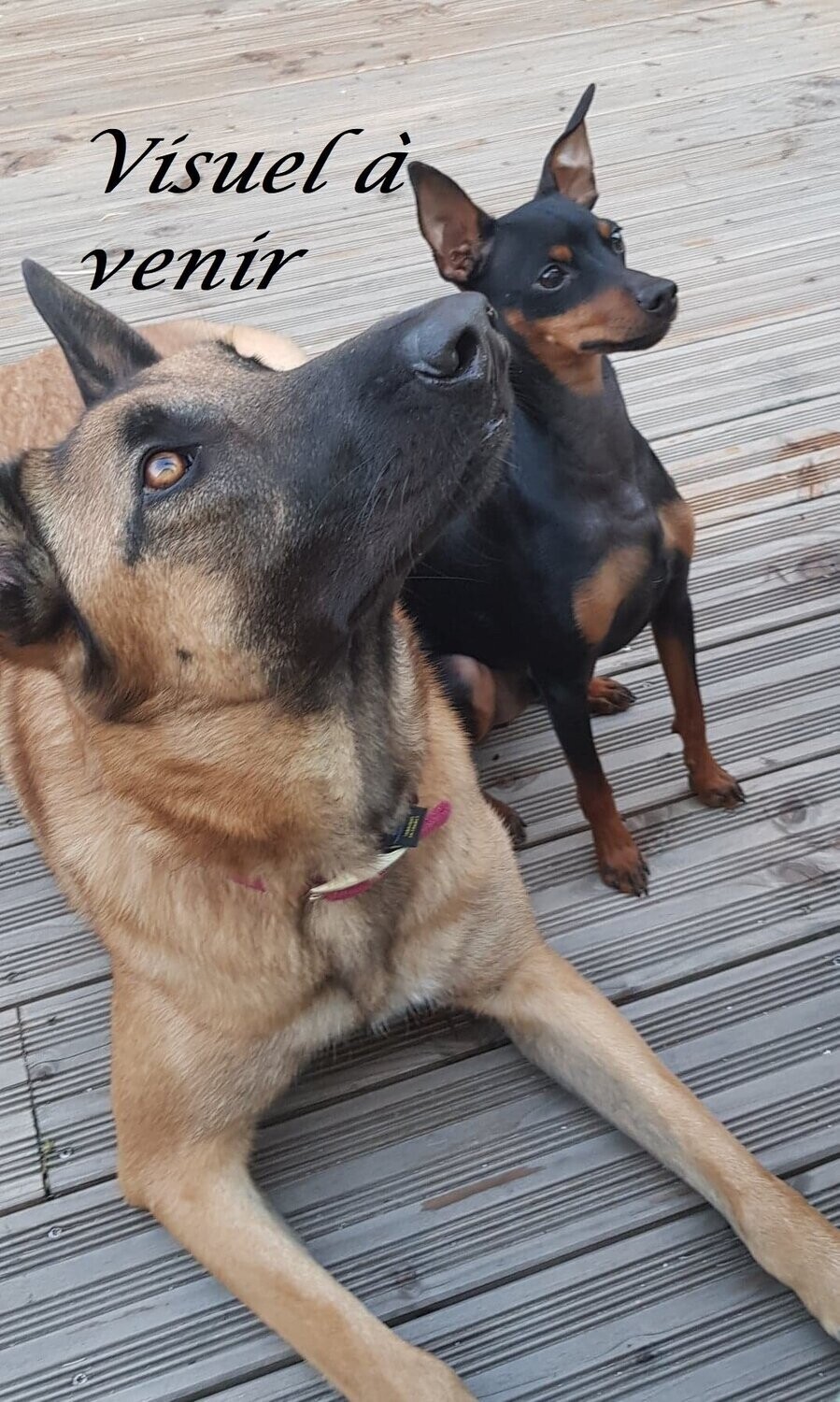 Cœur de Porc Cœur de Porc