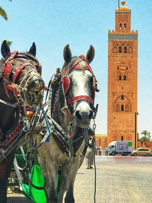 Best Virtual Live Tour: Horse Carriage &amp; Majorelle Garden