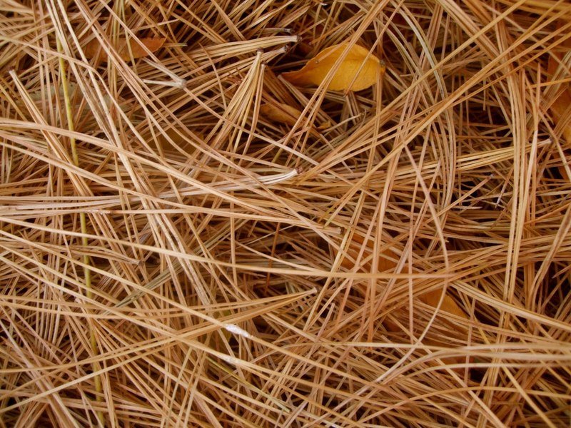 Bale Long Leaf Pine Straw | MINIMUM ORDER 25 BALES