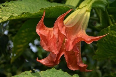 Angel Trumpet (Pink/White) Angel Trumpet (Pink/White)