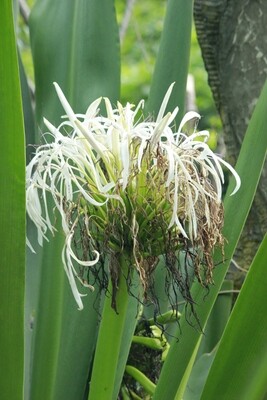 Giant White Spider Crinum Lily