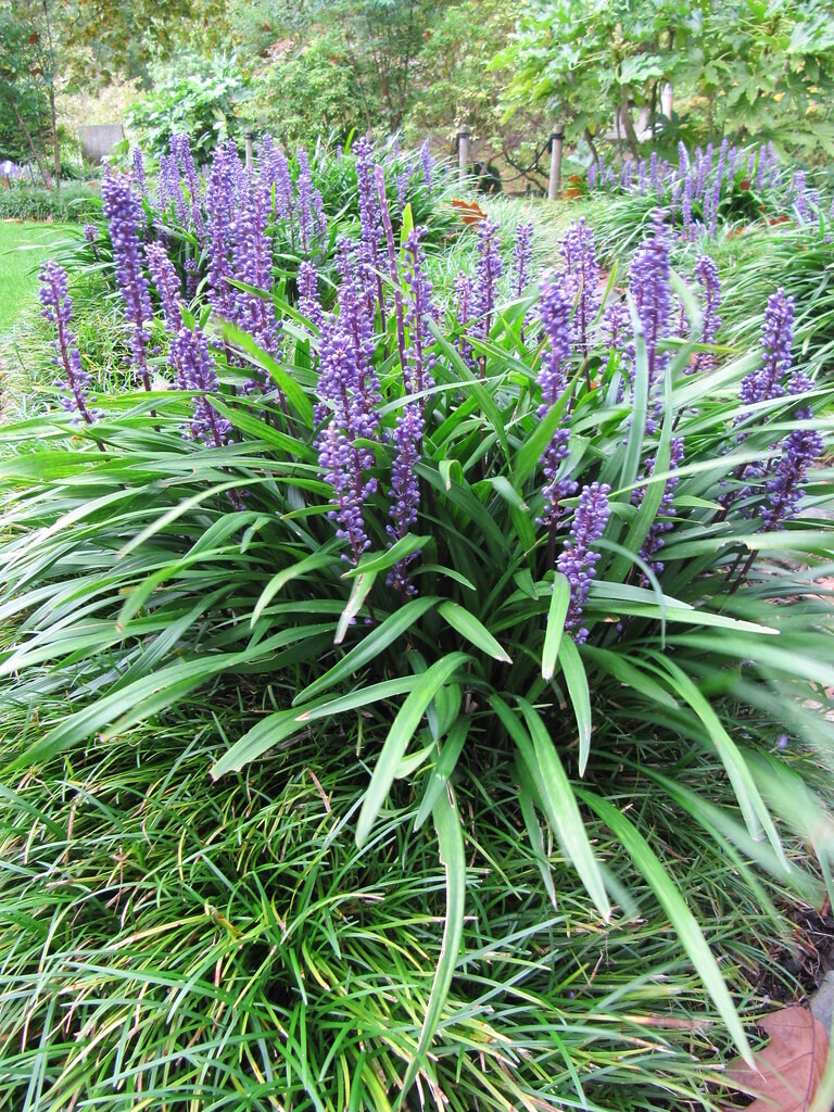 Big Liriope
“Blue Monkey Grass”
