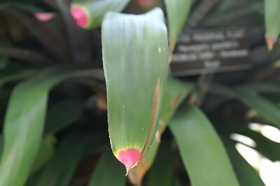 Neoregalia Painted Fingernail Bromeliad