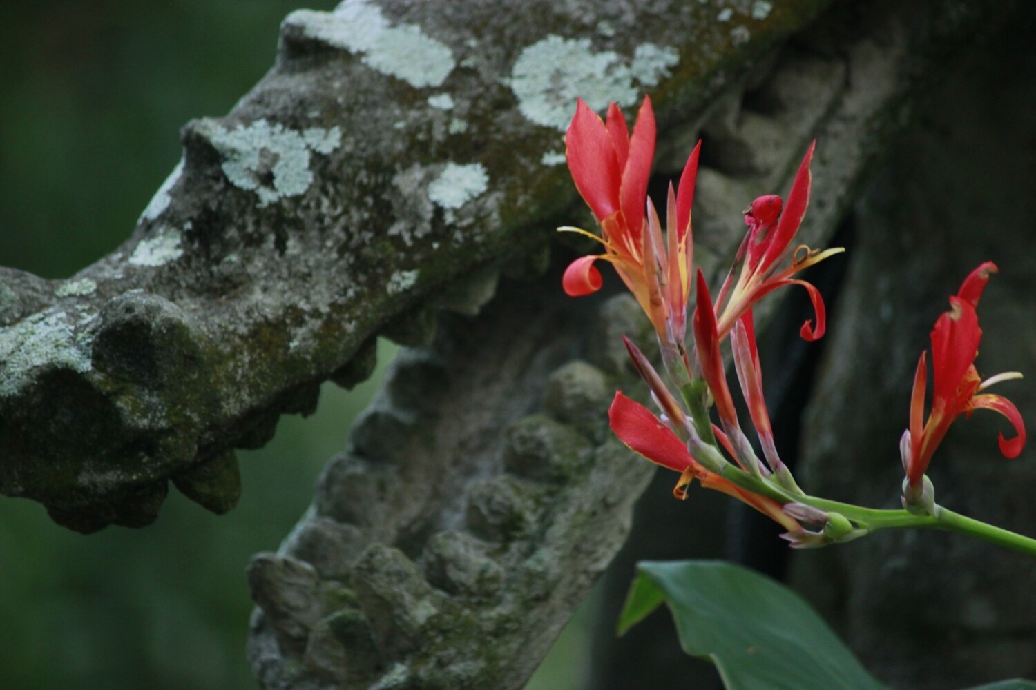 African Arrowroot, “Indian Shot”