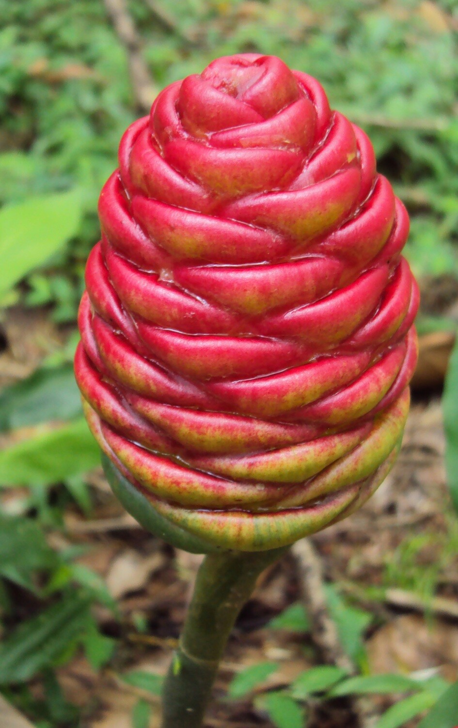Awapuhi Pinecone Ginger
