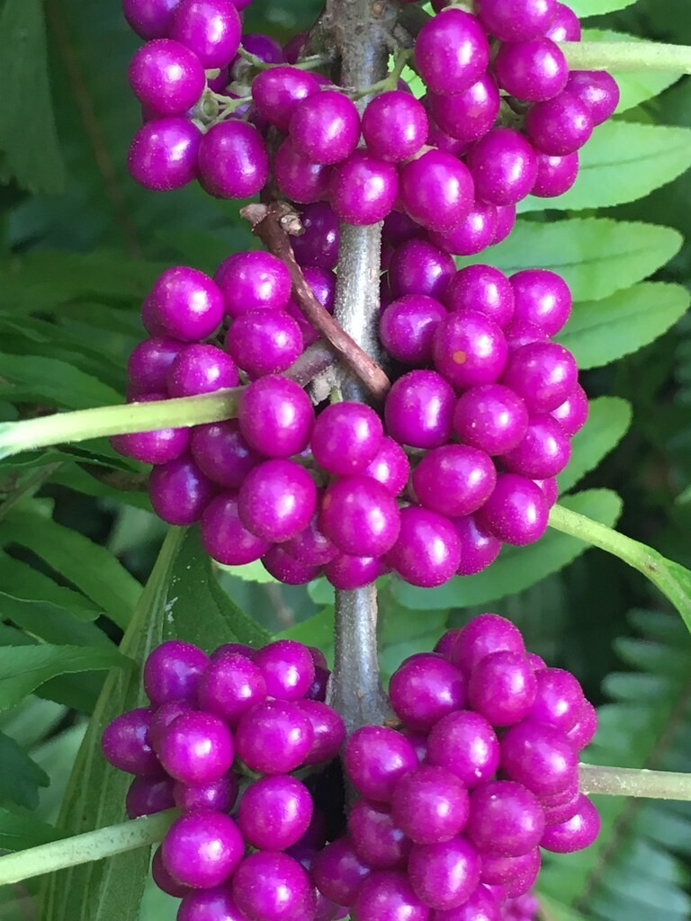 American Beauty Berry