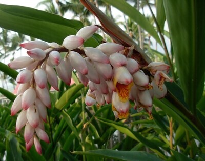 Shell Ginger