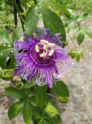 Passionflower Vine Passionflower Vine