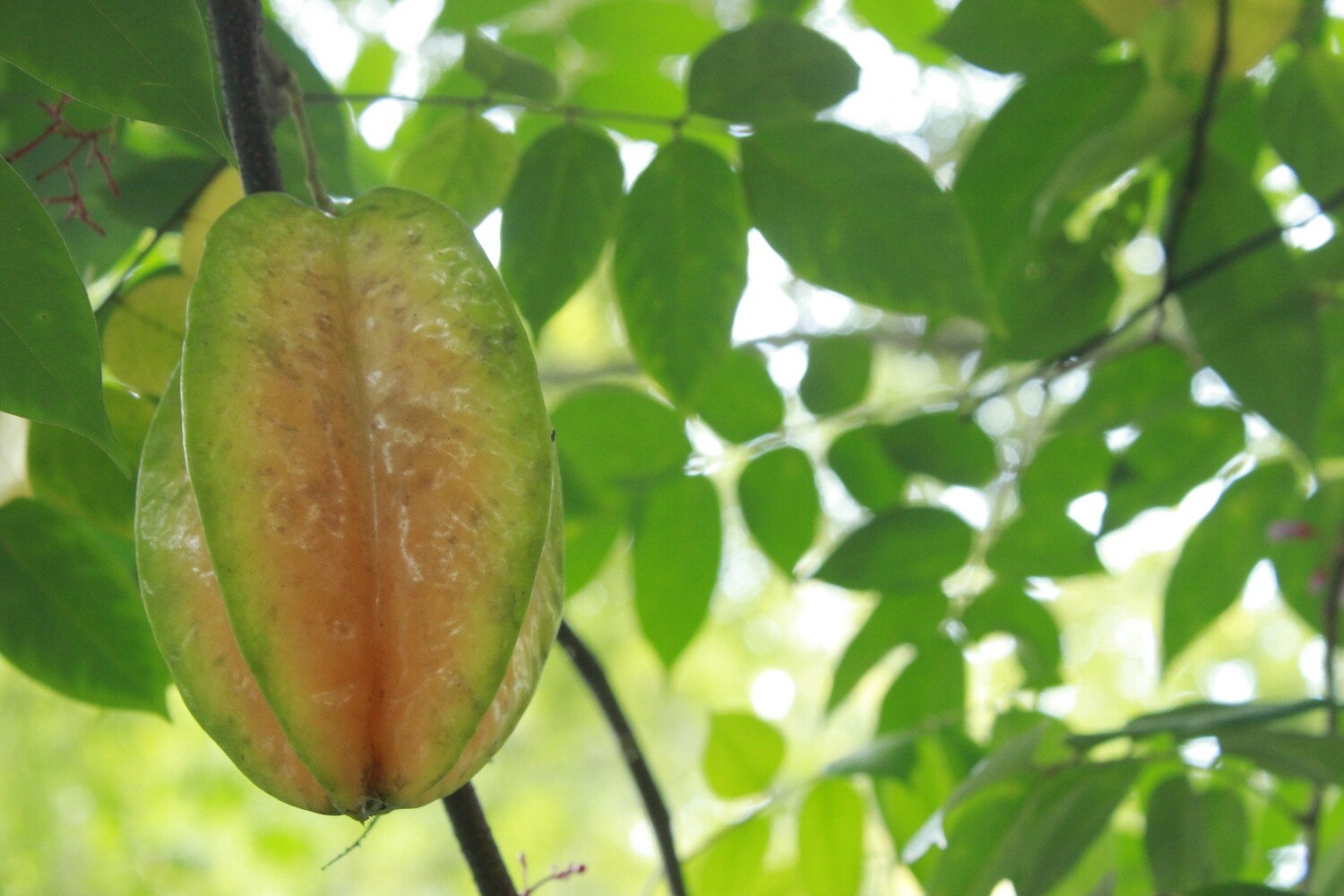 Starfruit "Five-Finger"