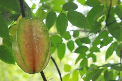 Starfruit "Five-Finger" Starfruit "Five-Finger"