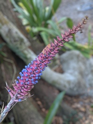 Matchstick Bromeliad