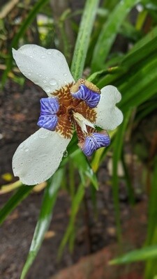 Walking Blue Iris, “Apostle Plant”