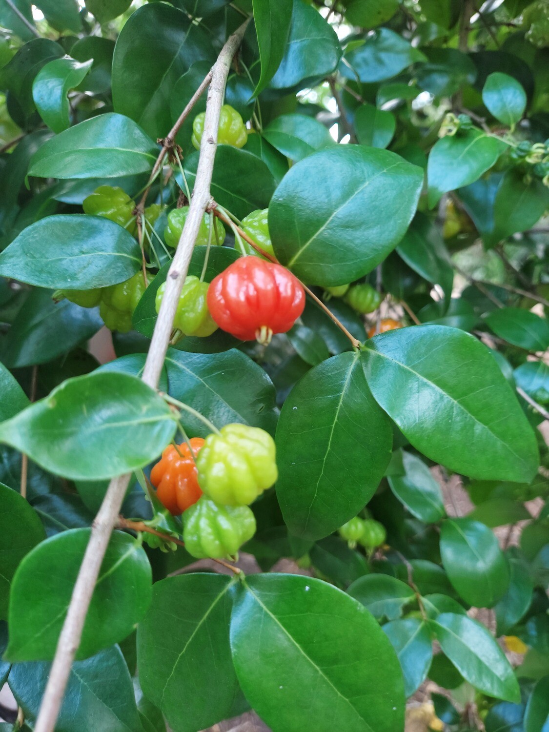 Surinam Cherry “Lolita Cherry” Brazil Cherry Surinam Cherry “Lolita Cherry” Brazil Cherry