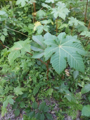 Castor Plant "Palm of Christ" Castor Plant "Palm of Christ"