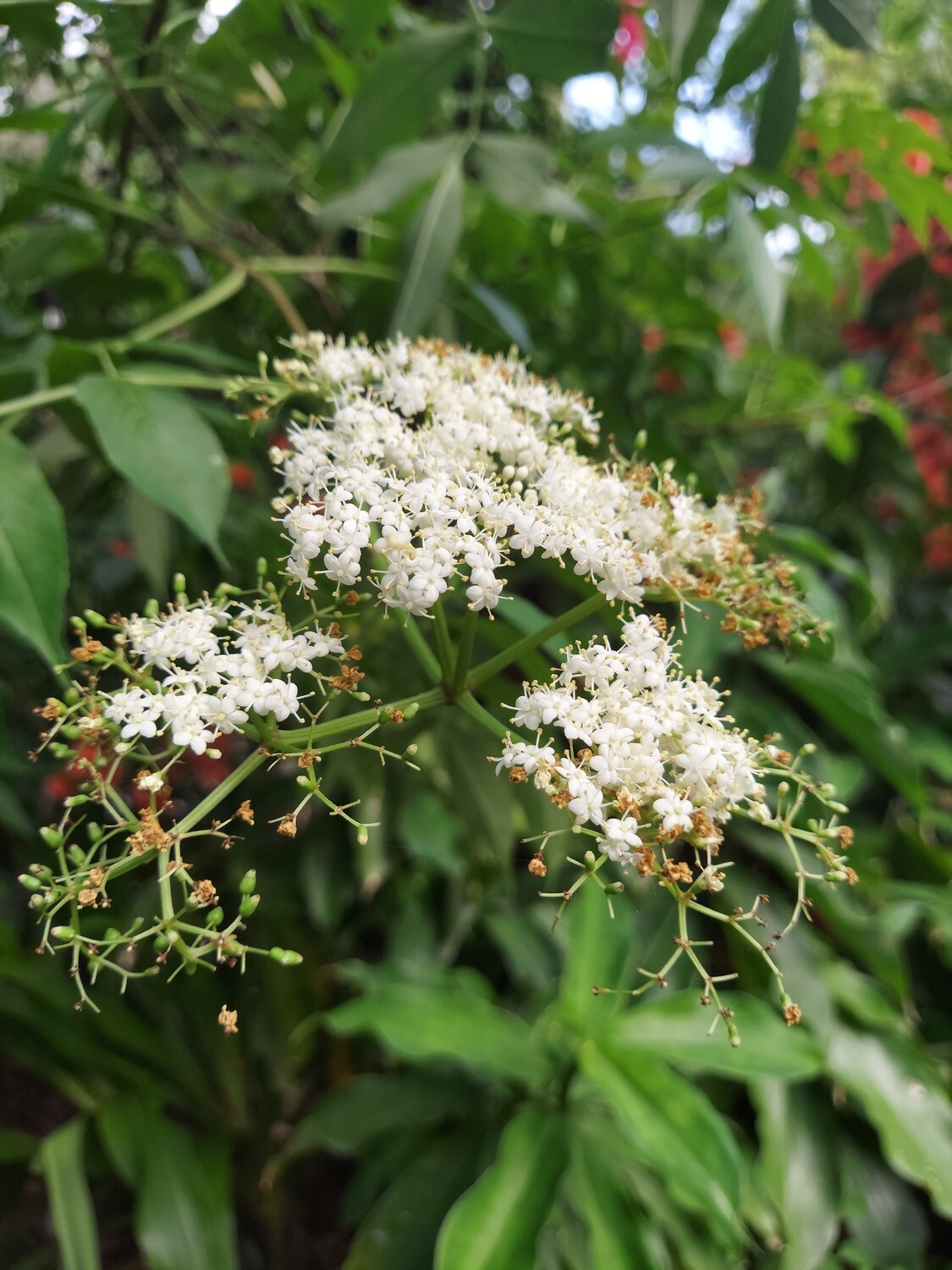 Elderberry Elderberry