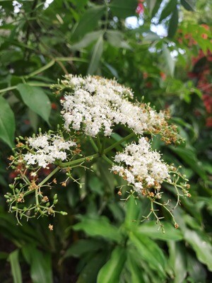 Elderberry Elderberry