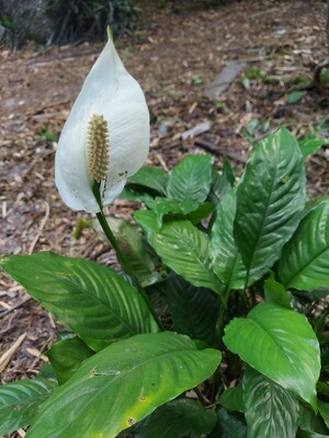 Peace Lily