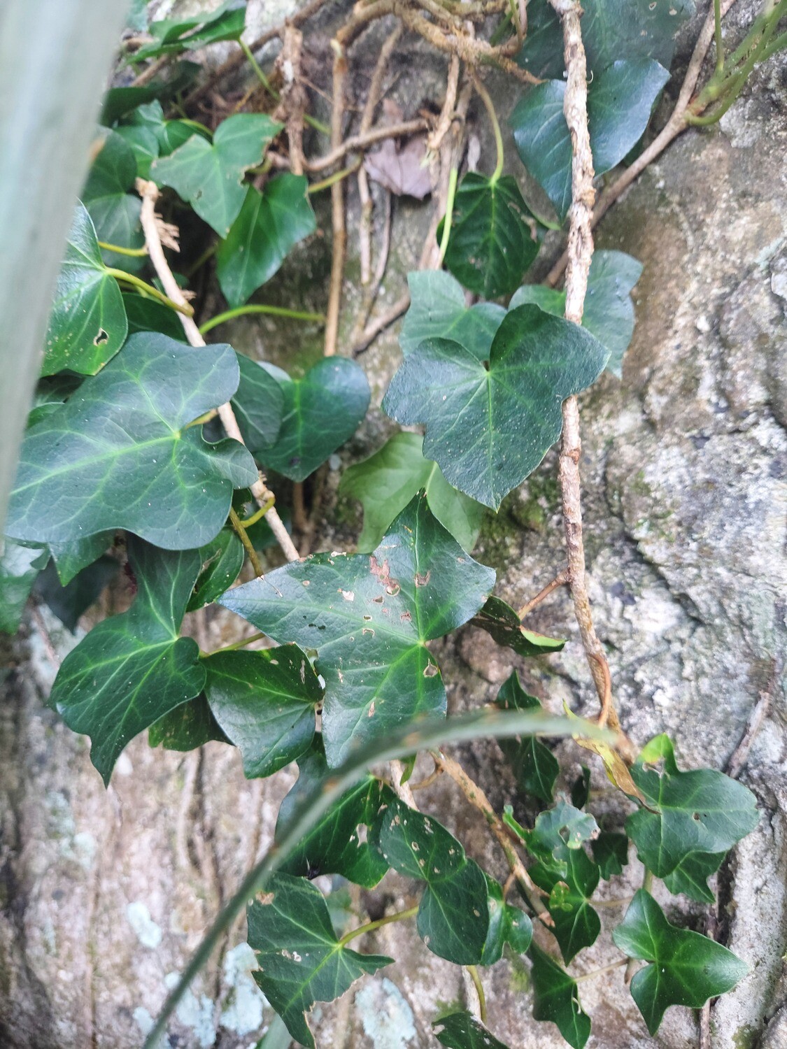 English Ivy