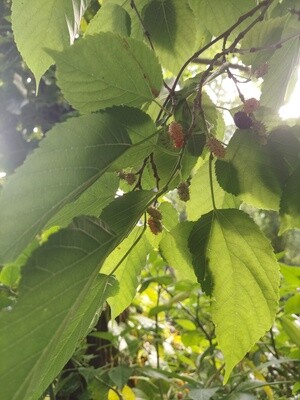 Red Mulberry Red Mulberry