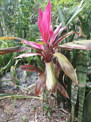 Red Sisters, “Good Luck Plant”